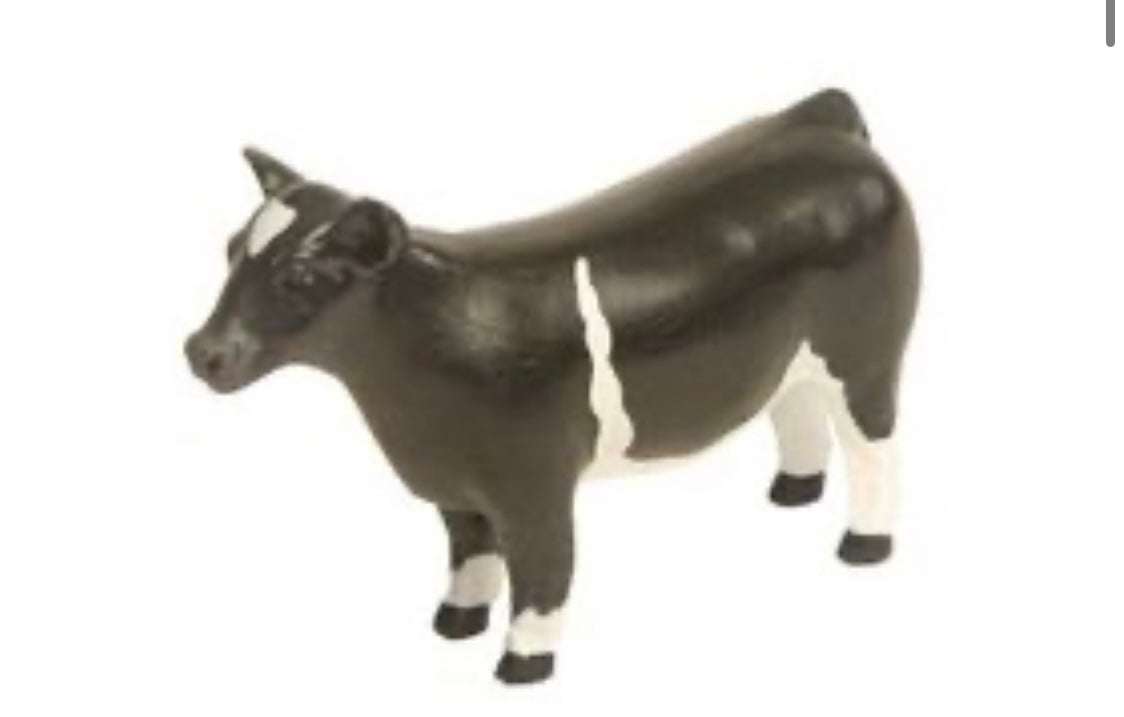 Maine Show Steer