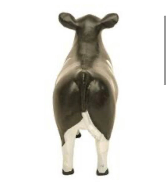 Maine Show Steer