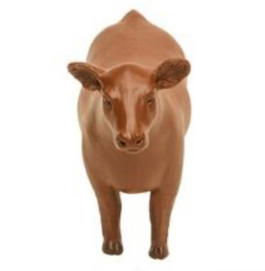 Red Show Steer