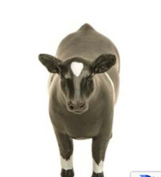 Maine Show Steer