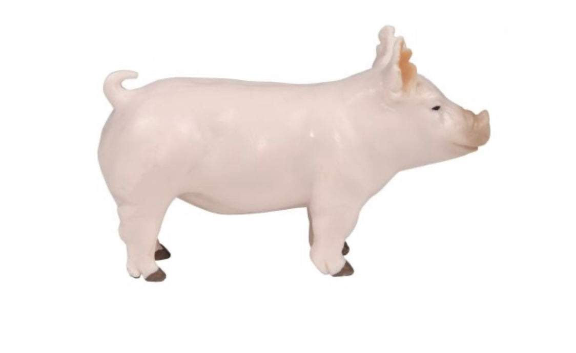 Yorkshire Show Pig