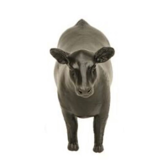 Crossbred Steer